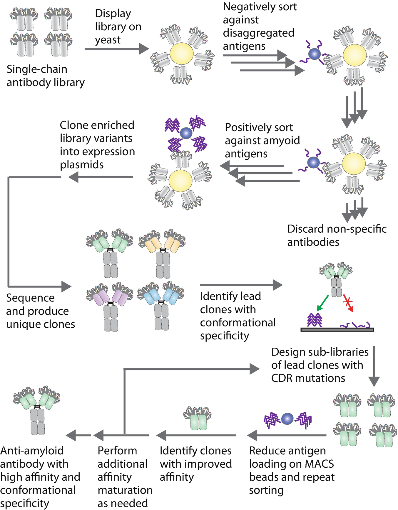 Figure 1 | Isolating Anti-amyloid Antibodies from Yeast-Displayed Libraries  | SpringerLink