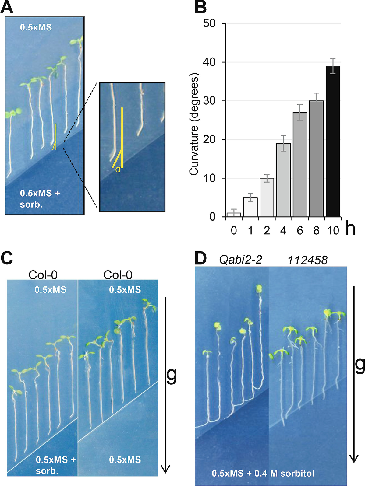 Figure 2 | Hydrotropism: Analysis of the Root Response to a Moisture  Gradient | SpringerLink