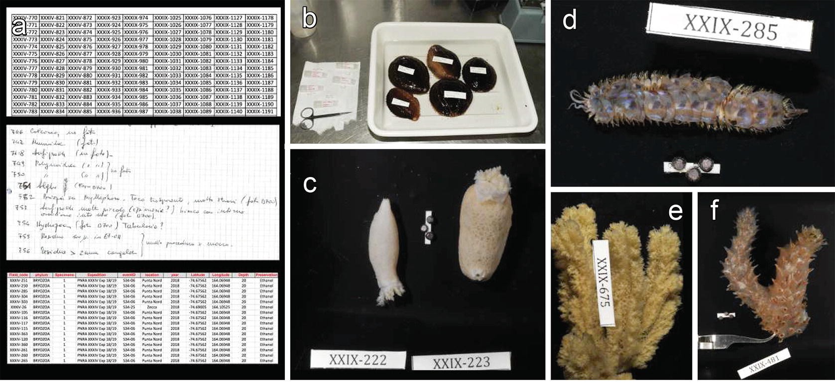 Figure 2 Barcoding Of Antarctic Marine Invertebrates From Field Sampling To Lab Procedures Springerlink Figure 2 Barcoding Of Antarctic Marine Invertebrates From Field Sampling To Lab Procedures Springerlink