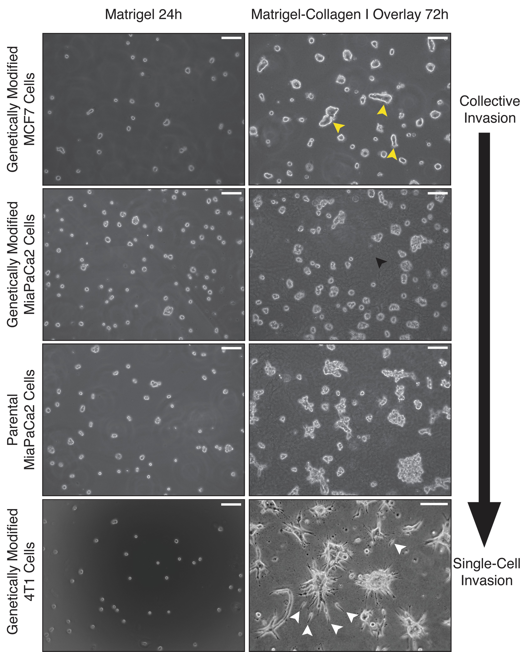 Figure 2 | Modeling Collective Invasion and Single-Cell Mesenchymal  Invasion in Three-Dimensional Matrigel–Collagen I Cultures | SpringerLink