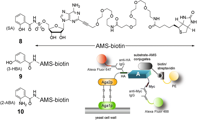 yeast substrate