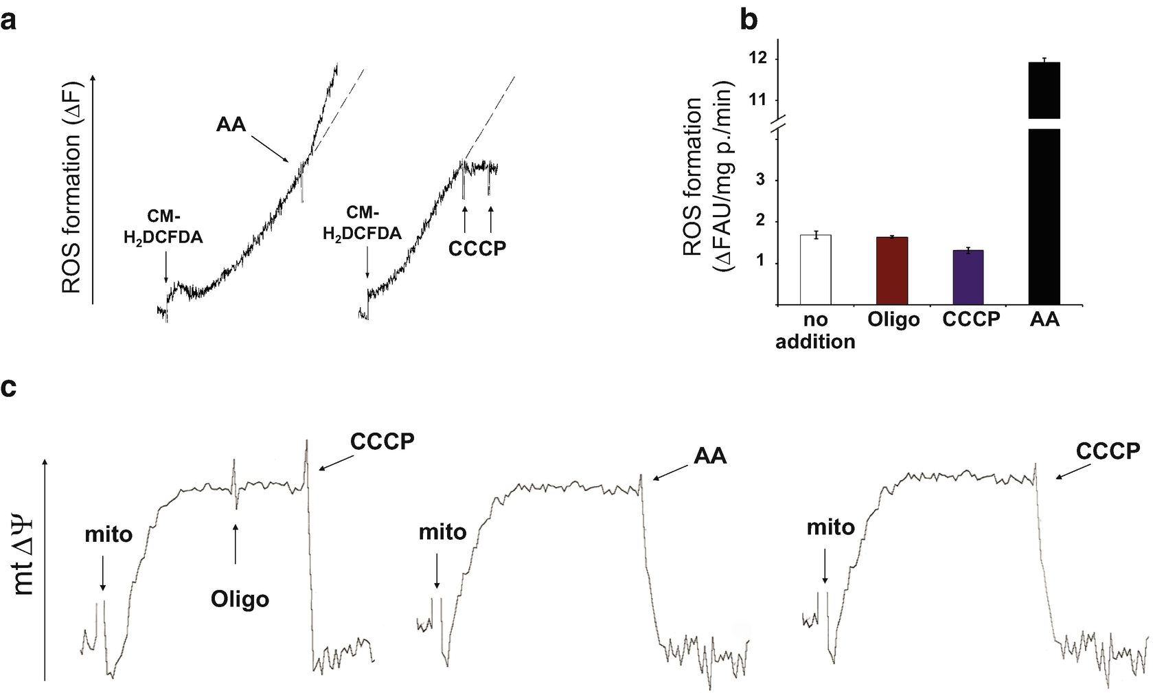 Figure 1 Relation Between Mitochondrial Membrane Potential And Ros Formation Springerlink