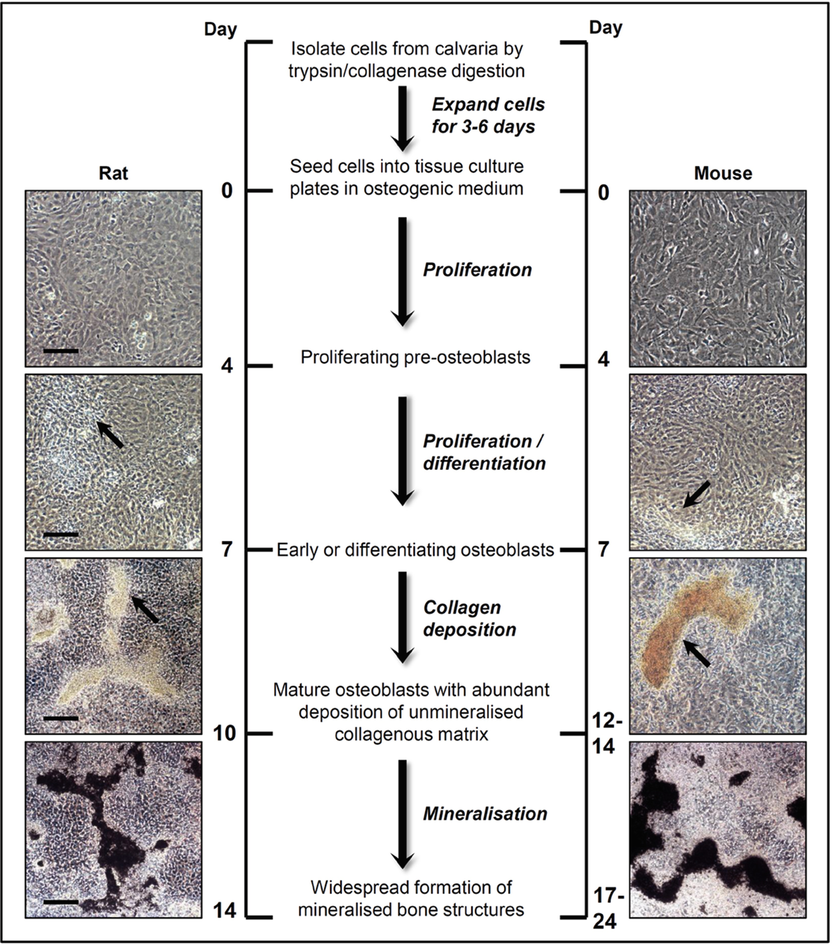 Figure 1 | Isolation and Generation of Osteoblasts | SpringerLink