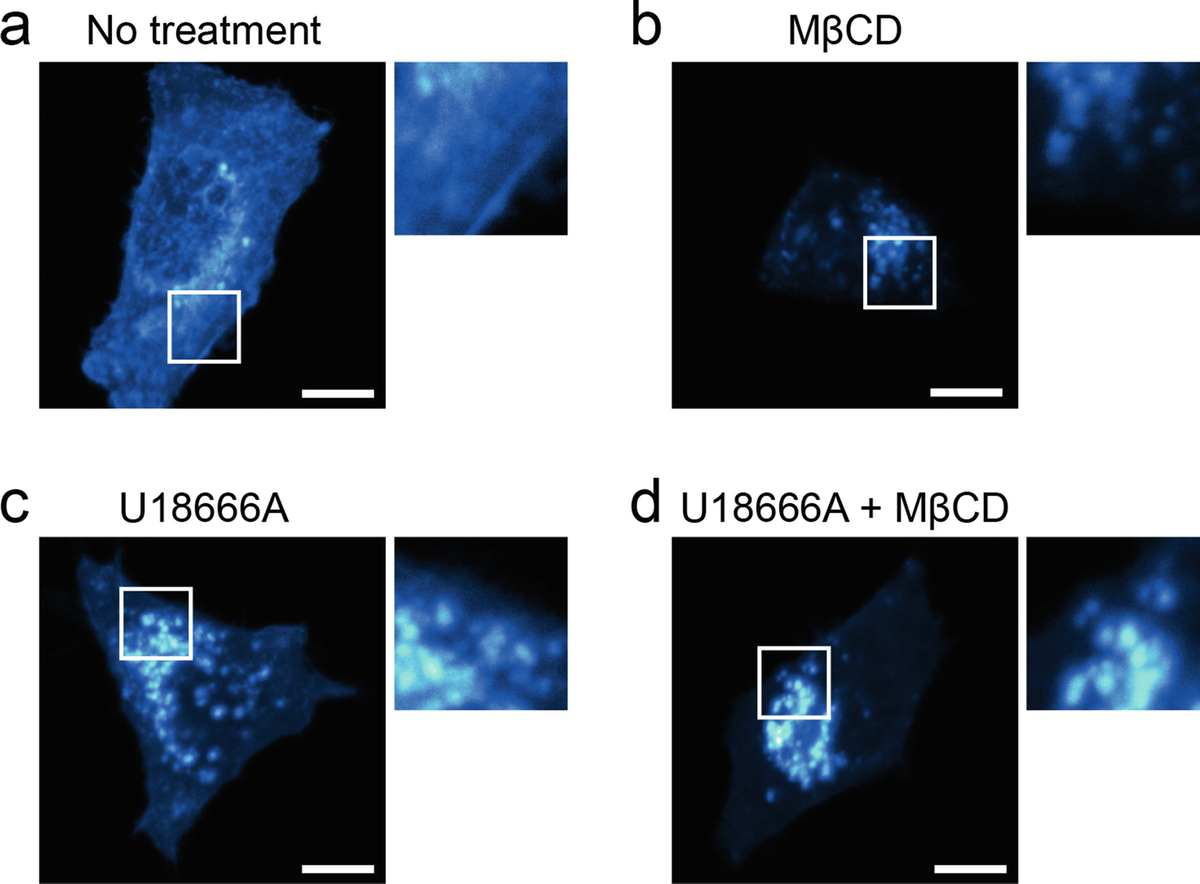 Figure 2 Intracellular And Plasma Membrane Cholesterol Labeling And Quantification Using Filipin And Gfp D4 Springerlink Figure 2 Intracellular And Plasma Membrane Cholesterol Labeling And Quantification Using Filipin And Gfp D4 Springerlink