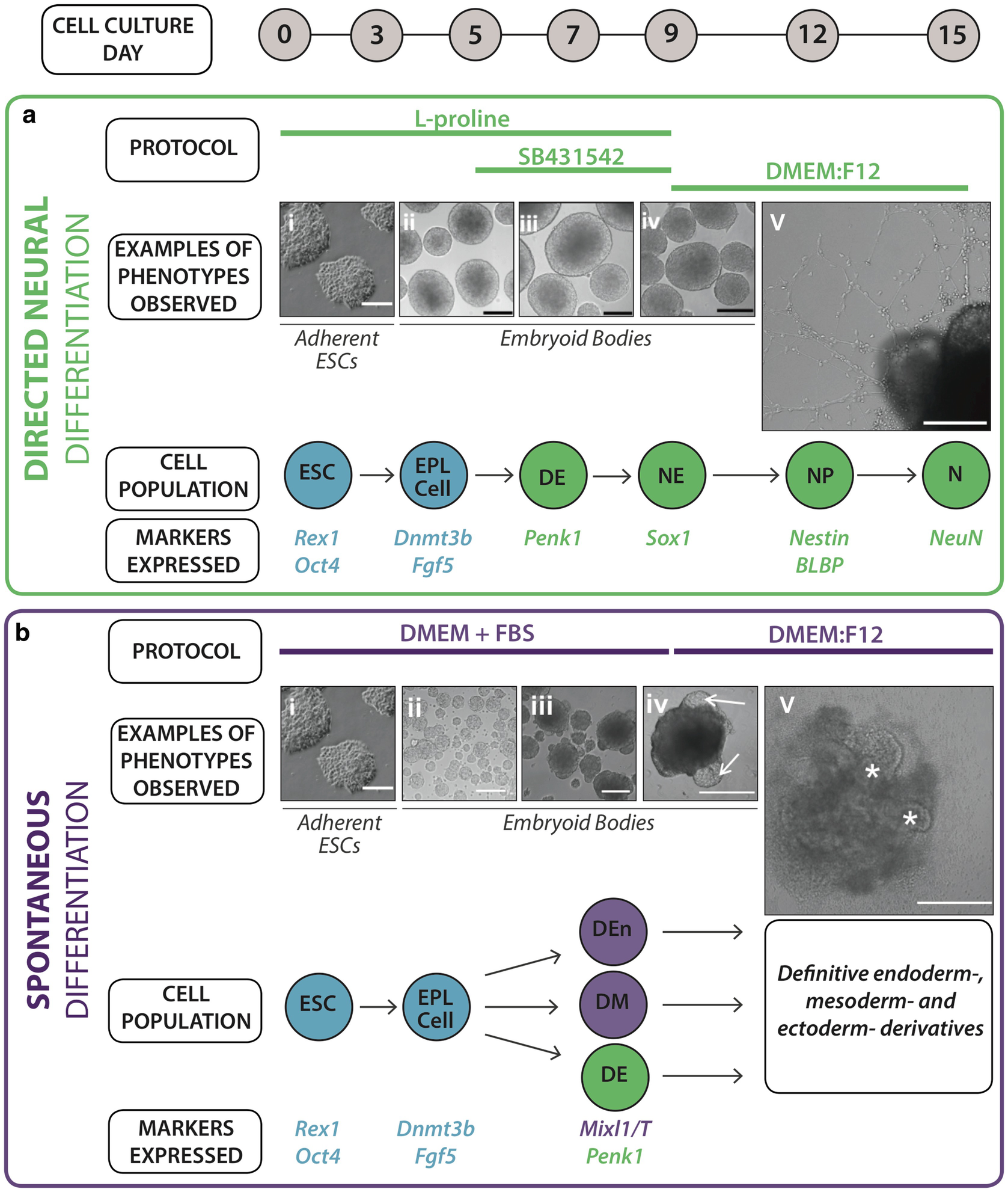 Figure 1 | Embryoid Body Differentiation of Mouse Embryonic Stem Cells into  Neurectoderm and Neural Progenitors | SpringerLink