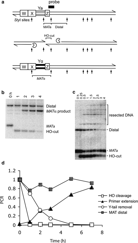 Figure 2 | Monitoring DNA Recombination Initiated by HO Endonuclease |  SpringerLink