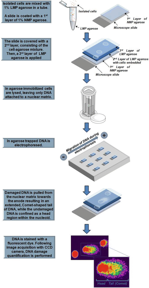 Figure 00181 | The Comet Assay in Human Biomonitoring | SpringerLink Figure 00181 | The Comet Assay in Human Biomonitoring | SpringerLink