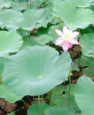 Lotus Leaf: Lotus Effect, Fig. 1
