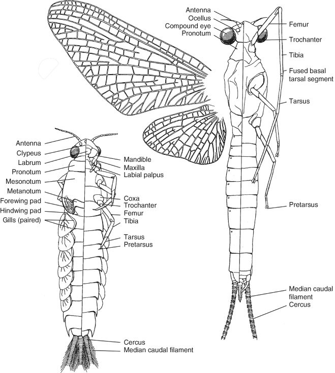 Mayflies (Ephemeroptera), Figure 16