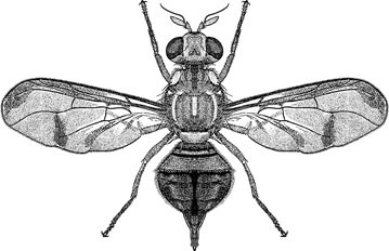 Melon Fly, Bactrocera cucurbitae (Coquillett) (Diptera: Tephritidae), Figure 26