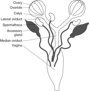 Vagina, Figure 1