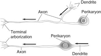 Dendrites, Figure 10