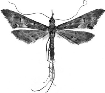 False Plume Moths (Lepidoptera: Tineodidae), Figure 12