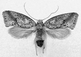 Gondwanaland Moths (Lepidoptera: Palaephatidae), Figure 29