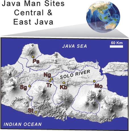 Java Man, Fig. 1