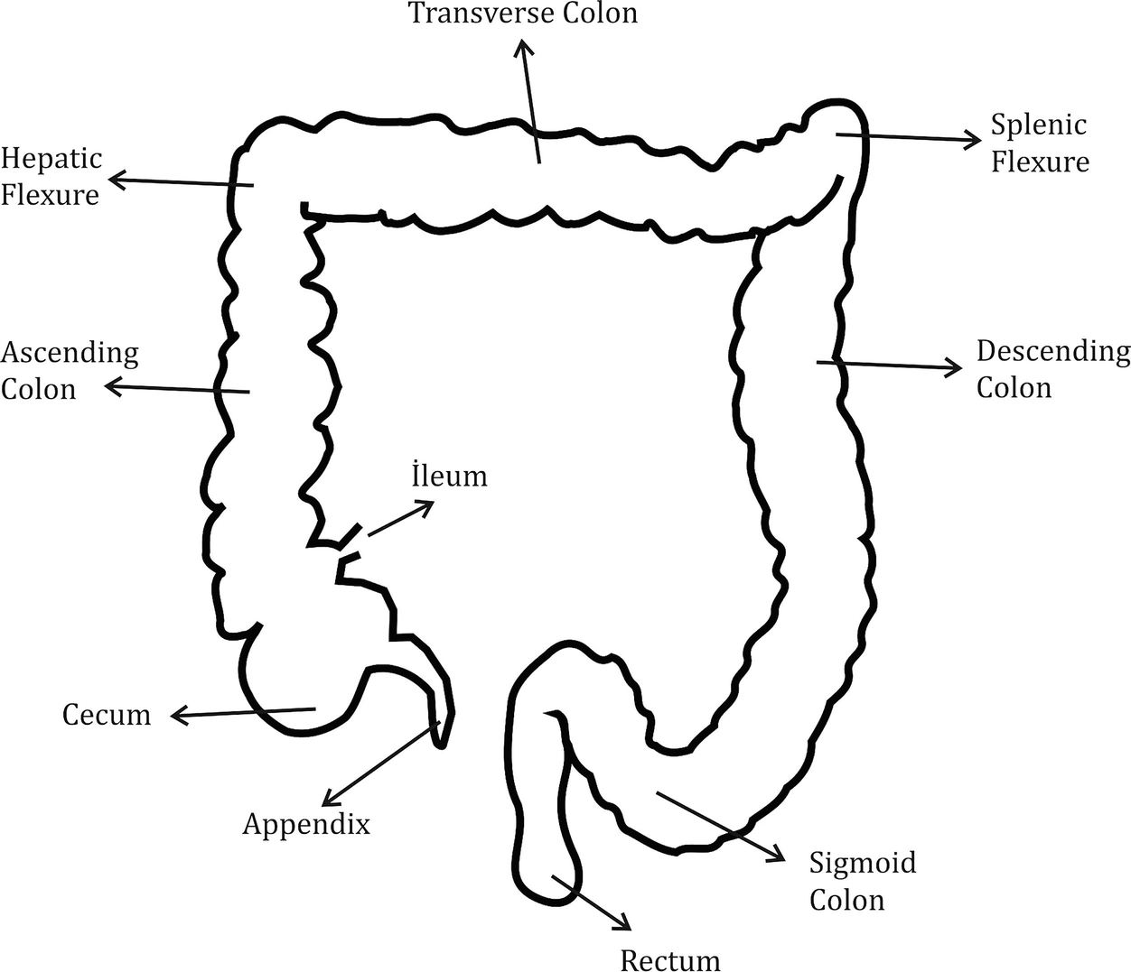 Colon, Anatomy and Histology, Fig. 1
