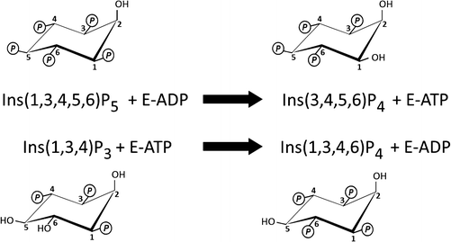 ITPK1 (Inositol Tetrakisphosphate 1-Kinase), Fig. 1