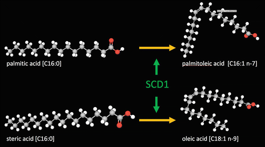 SCD (Stearoyl-CoA Desaturase), Fig. 1