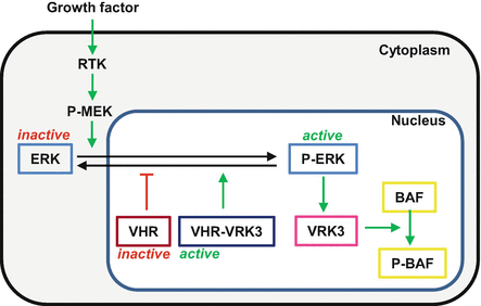 VRK3, Fig. 2