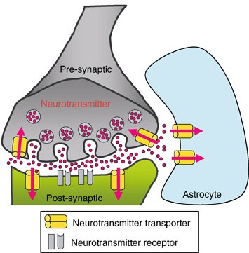Neurotransmitter Transporter. Figure 1