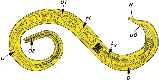 Ollulanus Species, Fig. 1