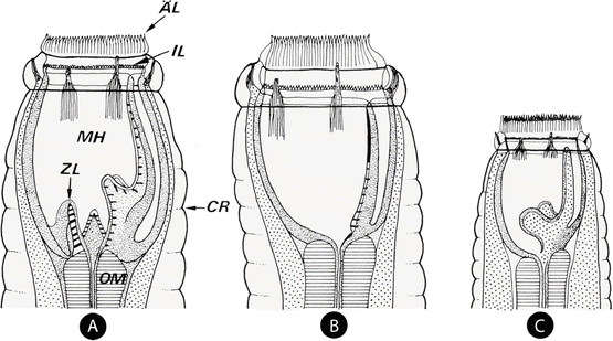 Strongylus vulgaris, Fig. 1