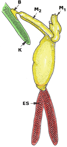 Salmincola salmonea, Fig. 1