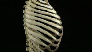 3.3 Het skelet van de borstkas_Picture