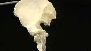 5.5 Het skelet en de ligamenten van de heup_Picture