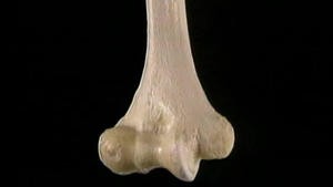 5.11 Het skelet en de gewrichten en ligamenten van de enkel_Picture