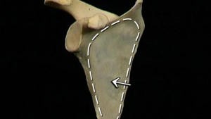 4.1 Het skelet en de gewrichten en ligamenten van de schouder_Picture