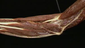 4.8 De spieren van de onderarm_Picture