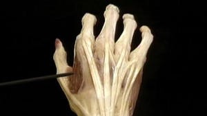 4.9 De spieren van de hand_Picture