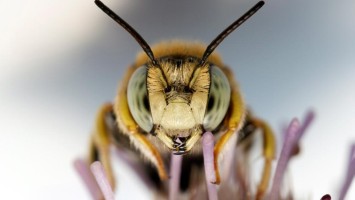 Nahaufnahme einer Biene