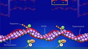 4.2 Lengte-Krachtrelatie_Picture
