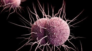 Neisseria gonorrhoeae