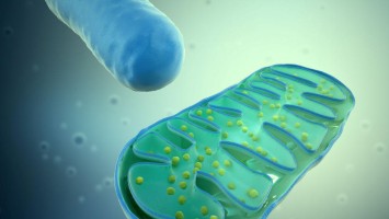 3D Darstellung Mitochondrium