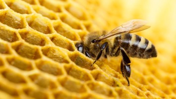 Biene und Bienenwaben