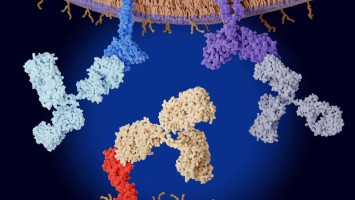 Immuncheckpointinhibitoren binden an Krebszelloberflächenproteine 