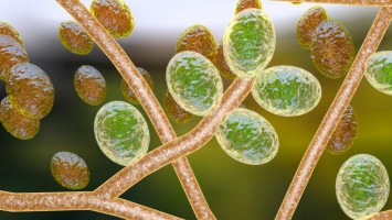 3D Illustration vom Pilz Trichophyton rubrum