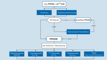 Handlungsalgorithmus: Blasensprung vor 24 + 0 SSW