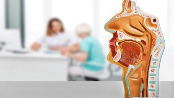 Ein Anatomie-Modell des Kopfes in der HNO-Praxis