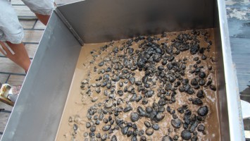 Manganese Nodules