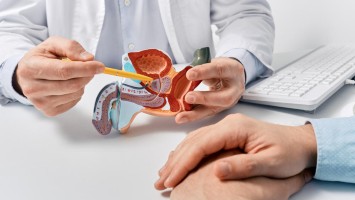 Arzt erklärt männliches Reproduktionssystem