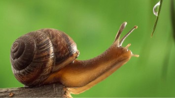 Schnecke streckt sich nach einem Blatt mit Tau