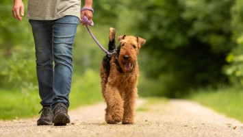 Mann geht mit Hund an der Leine spazieren