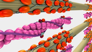 Troponin