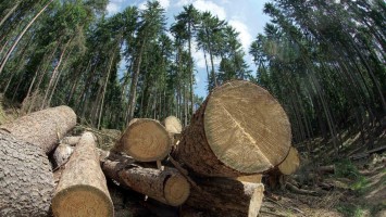 Gefällte Baumstämme in einem Wald