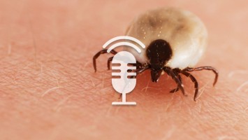 ZFA TALKS - Zeckenstich
