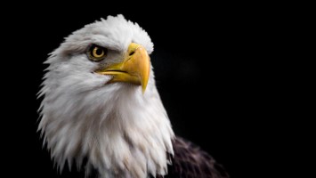 Weißkopfseeadler